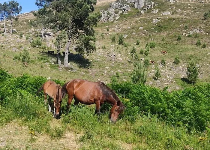 Pensjonat Cantinho Oliveiras 3*
